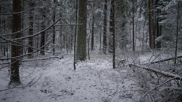 winterlich Wald Szene, Clearing mit Schnee und gefallen Geäst, spärlich Schnee Patch inmitten niedrig Baum Glieder und Stille, öffnen schneebedeckt Raum mit verstreut Protokolle im Sanft Winter Licht video