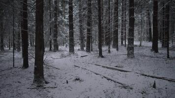 innevato foresta pavimento con caduto logs e sparpagliato rami, morbido ombra piscine fra tronchi, sottomesso video