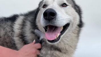 en vänlig hund åtnjuter en grooming session som en person försiktigt borstar dess päls, skapande en avkopplande atmosfär fylld med tillgivenhet och vård video