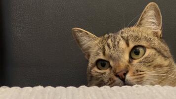 een speels en nieuwsgierig kat is gluren over- de rand van een tafel, observeren haar omgeving met enthousiast interesse. de warm en uitnodigend atmosfeer voegt toe naar de charme van de moment video