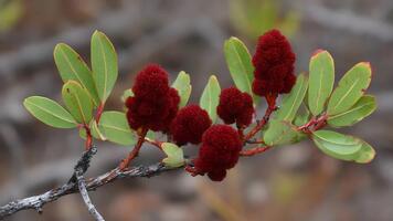makro se av unik röd suddig blommar på en kvist med grön löv. video