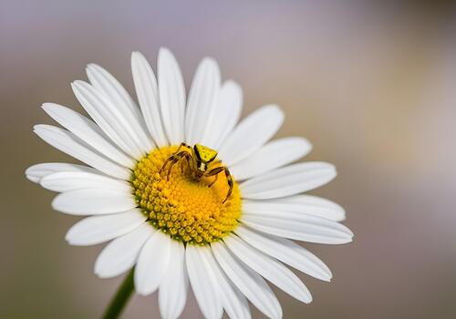 Crab Spider on Daisy Flower Waiting for Prey in a Garden Setting with Soft Background Creating an Inviting Nature Scene photo