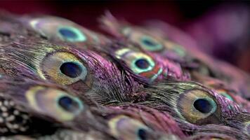 Macro View of Iridescent Peacock Feathers Displaying Vibrant Colors and Intricate Patterns. video