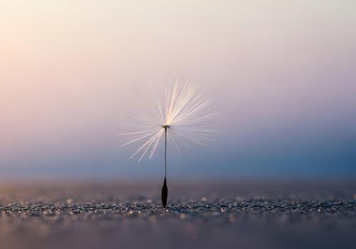 Delicate Dandelion Seed Against a Soft Gradient Sky Symbolizing Hope and New Beginnings Featuring a Macro Shot Showcasing Intricate Details and Serene Color Palette for Visual Poetry photo