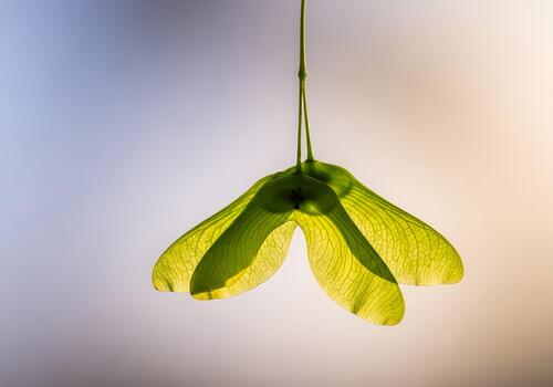 Delicate Maple Seed Pods Against a Soft Hazy Background with Sunlight Filtering Through Leaves Creating a Natural and Serene Vibe Representing Growth and New Beginnings photo