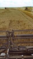 skörd av vete i sommar. tröskor arbetssätt i de fält. kombinera tröskor jordbruks maskin samlar gyllene mogen vete på de fält. se från de förare sida. vertikal video