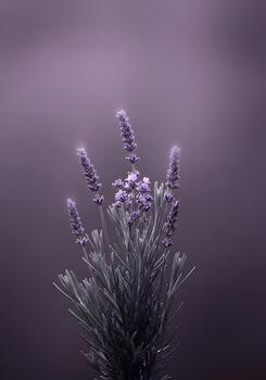 Elegant Lavender Flowers in Soft Focus with Muted Purple Background Creating a Calming and Serene Atmosphere for Meditation and Relaxation photo