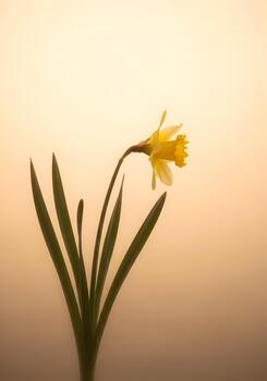 Elegant Yellow Daffodil on a Soft Light Background Capturing the Essence of Springtime Simplicity and Beauty with Gentle Light and Airy Composition Creating a Serene and Calming Visual Experience photo