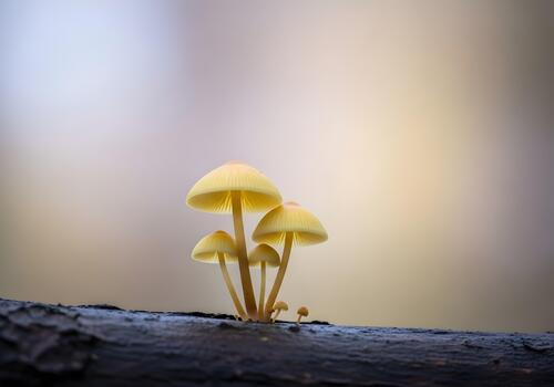Enchanting Cluster of Mycena Mushrooms on a Weathered Log Illuminating the Forest Floor with a Soft Glow a Symphony of Natures Intricate Beauty and Delicate Interconnectedness photo