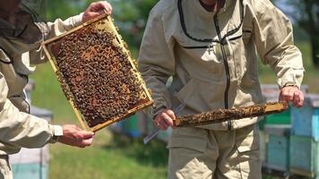 två biodlare innehav honung ramar med sluten celler och massor av bin på. biodlare vändning ramar i händer kontroll dem upp. suddig bakgrund. video