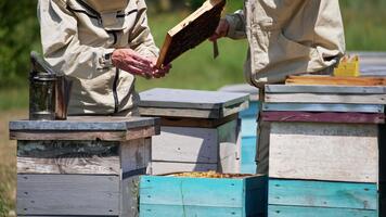 okänd män i skyddande kläder kontroll upp de ram vändning den i händer. biodlare använder sig av verktyg för arbete i bigård. suddig bakgrund. video