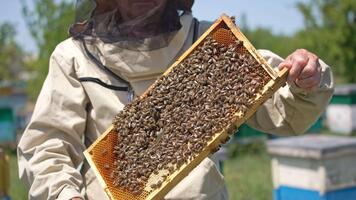 honung ram täckt med bin med en hål i de mitten. biodlare vändning ram i händer som visar den till de kamera. stänga upp. video