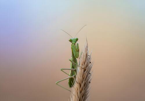 Praying Mantis Perched on Wheat Stalk in Soft Light a Macro Close Up Observation of Nature and Insect Life with Beautiful Bokeh Background photo