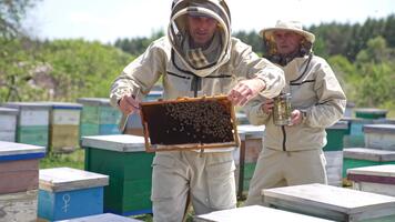 occupato apicoltori Lavorando a ape azienda agricola su soleggiato giorno. apicoltore guardare a telaio accuratamente con preoccupazione. vicino su. sfocato sfondo. video