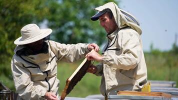 maschio apicoltori Tenere un' telaio coperto con Lavorando api. uomini discutere qualcosa puntamento a il cera cellule. sfocato sfondo. video