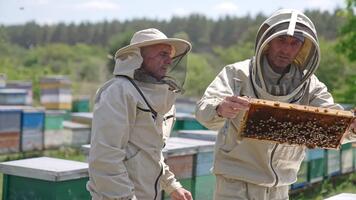 apicoltori co-working nel il apiario. uomini nel protettivo abiti controllo su il miele telaio rivestito con api. numerose api brulicante intorno a. sfocato sfondo. video
