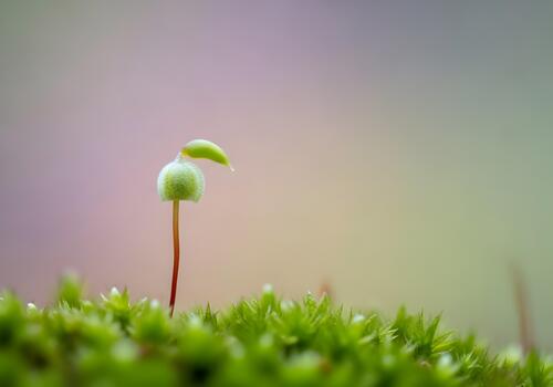 Tiny Spore Capsule of Moss with a Delicate Green Leaf and Dew Drop A Study in Miniature Nature and Microscopic Wonders photo