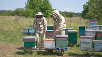 bigård med trä- nässelfeber på de solig äng. massor av bin svärmande runt om. biodlare använder sig av verktyg till öppen och kolla upp upp nässelfeber. video