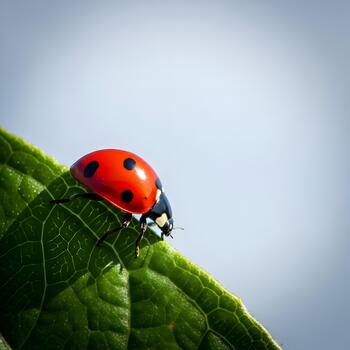 Ladybug on a Green Leaf Macro Shot with Detailed Veins and Bright Colors Symbolizing Nature and New Beginnings Creating a Vivid Spring or Summer Image photo