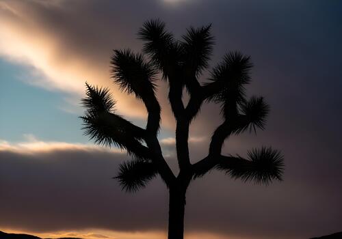 Silhouette of a Joshua Tree against a Dramatic Sunset Sky in Joshua Tree National Park Creating a Striking Desert Landscape with Moody Colors and Unique Flora photo