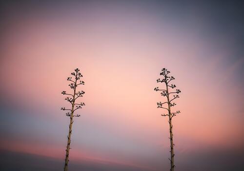 Two agave stalks silhouetted against a serene and colorful twilight sky with soft pastel hues creating a calming and dreamy atmosphere in natures display photo