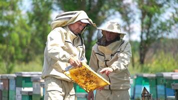 två biarister ser på de honung ram med få bin på. äldre man pekande på något och tala. solig dag natur på bakgrund i fläck. video