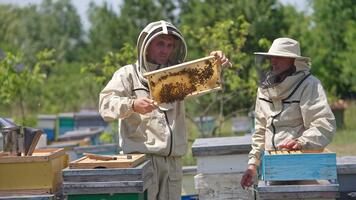 apicoltore nel protettivo attrezzatura e cappello detiene un' telaio coperto con api e pieno con Miele. uomo posti telaio indietro in il alveare. sfocato natura sfondo. video