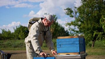 apicoltore estratti un' miele telaio a partire dal un' di legno ape alveare. apicoltore usi metallo attrezzo per separato il telaio a partire dal alveare. uomo sembra a tutti e due lati di il telaio. natura sfondo. video