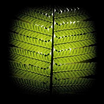 Backlit Fern Frond Displaying Intricate Veins and Structure against a Dark Background showcasing Natures Delicate Beauty and Biological Complexity creating a Stunning Visual Symphony photo