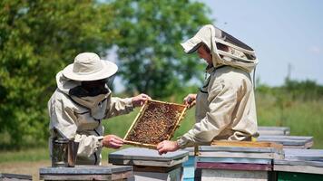 två biarister håll en honung ram och se, diskutera och punkt på Det. kontroll upp honung skörda på de bi bruka i sommar säsong. video