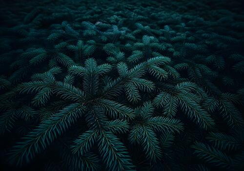 Deep Blue Green Spruce Tree Branches Creating a Dense Forest Canopy Impression for Nature Backgrounds and Christmas Themes Emphasizing a Serene and Tranquil Mood photo