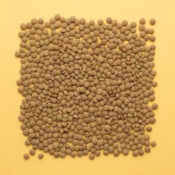Overhead view of brown lentils arranged on a yellow background creating a square texture ready for cooking healthy food rich in protein and vitamins for a nutritious meal photo
