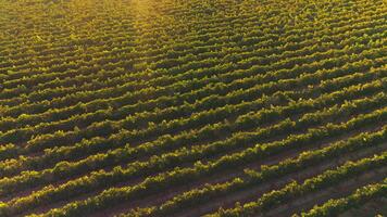 rader av grön vin i de balkar av miljö Sol. jordbrukare i hatt gående genom de fruktträdgård rad. topp se. video
