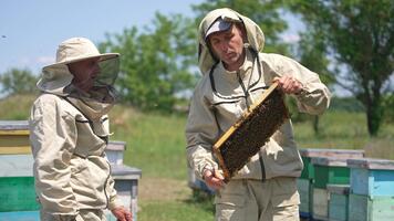Due apicoltori guardare a telaio nel il mani di minore uomo. uomini parlare e puntamento a il telaio rivestito con api. natura fondale nel sfocatura. video