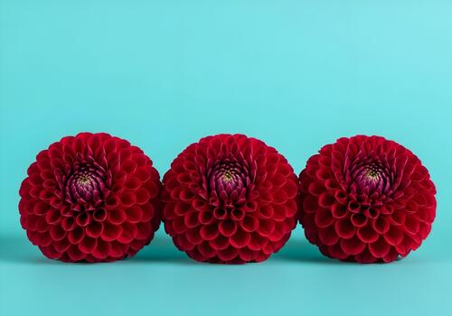 Three vibrant red dahlia flowers in a row against a serene turquoise background creating a striking contrast perfect for botanical themes and design projects photo