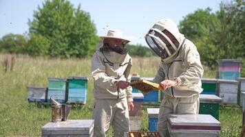 lantlig bigård i de äng med män arbetssätt där. två vuxen biarister granskning mörk honung ram med flera olika bin på. suddig bakgrund. video