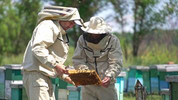 upptagen biodlare håll en ram och undersöka Det. specialister diskuterar och kommenterar ram ser på Det. talrik bin svärmande runt om. video