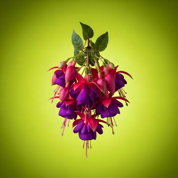 Vibrant Fuchsia Flowers in Full Bloom Against a Soft Green Background Creating a Stunning Botanical Display Perfect for Spring and Summer Themes photo