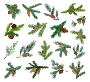 Pine or Fir Tree Branch with Cone Big Set vector