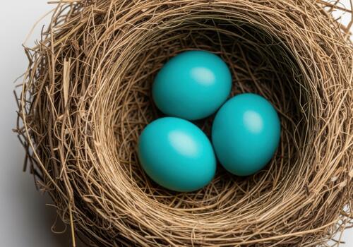 Three bright blue eggs nestled in a twig bird nest photo