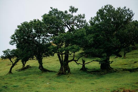 Lush green landscape featuring several majestic trees with twisted trunks, surrounded by vibrant grass, creating a serene and tranquil natural environment for relaxation and reflection photo