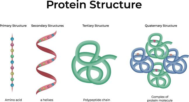 Protein Structure Primary, Secondary, Tertiary and Quaternary Levels vector