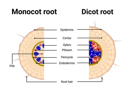 Compared between structure of Monocot root with Dicot root diagram illustration. vector