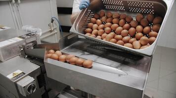 Automated egg processing machinery handling eggs video