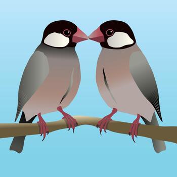 Two kissing Java sparrows vector