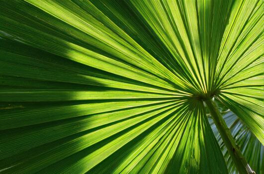 Sunlit green palm leaves create a vibrant pattern photo