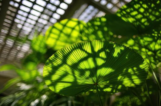 Close-up view of vibrant green leaves with shadows photo