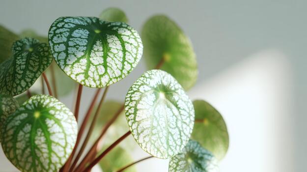 Decorative plant with patterned leaves in bright light photo