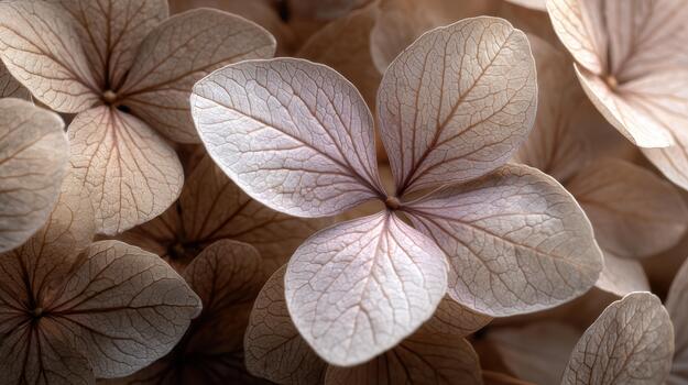 Delicate flowers with intricate patterns in soft light photo
