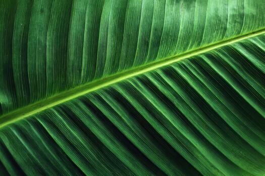 Close view of a vibrant green leaf in natural light photo